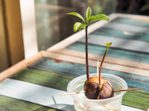 aguacate bonsái germinar