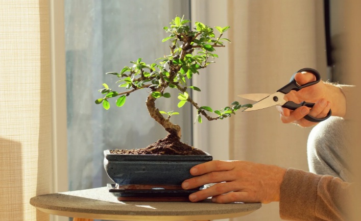 aguacate bonsái poda