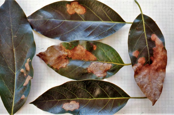 enfermedades del aguacate hojas