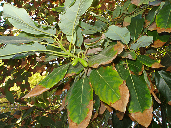 enfermedades del aguacate hojas marrones